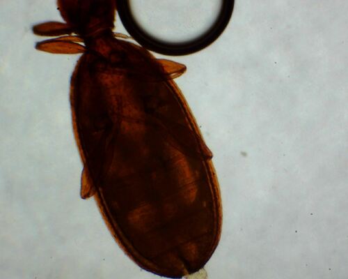 Adistemia Watsoni — Bild 1