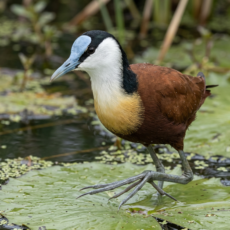 Afrikanisches Blatthühnchen (Actophilornis africanus), KI-Illustration