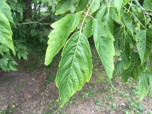 Ahorn — Bild 4