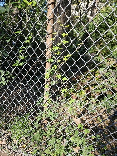 Akebie — Bild 4