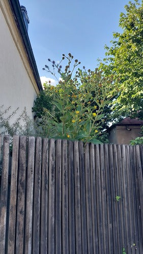 Alant — Bild 4