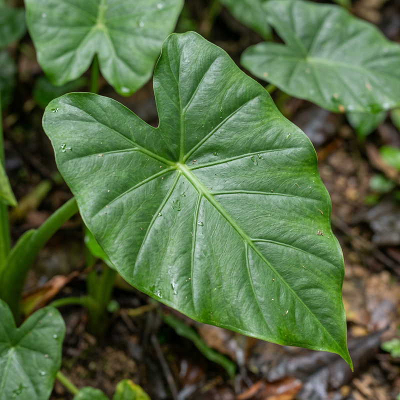 Alocasia (Pfeilblatt) (Alocasia cucullata), KI-Illustration