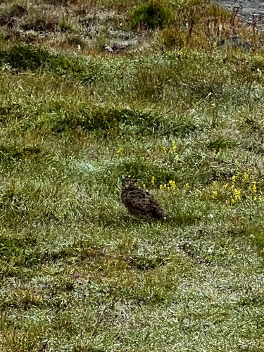 Alpenschneehuhn — Bild 4 von 8