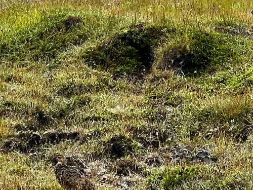 Alpenschneehuhn — Bild 3 von 8