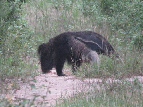 Ameisenbär — Bild 4