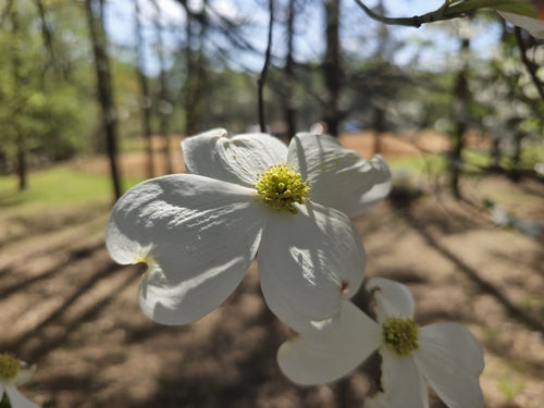 Amerikanischer Blumen-Hartriegel — Bild 2