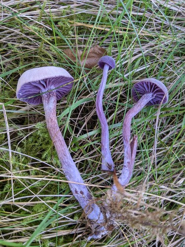 Amethyst-Lacktrichterling — Bild 4