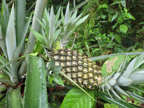 Ananas — Bild 3