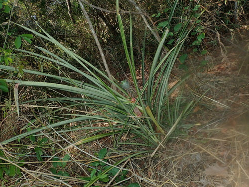 Ananas — Bild 5