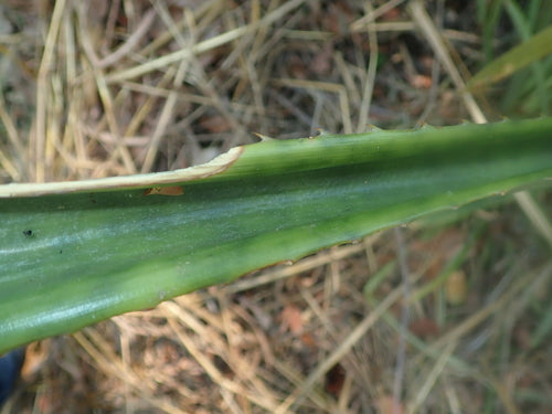 Ananas — Bild 4