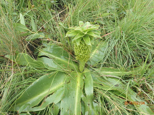 Ananasblume — Bild 4 von 50