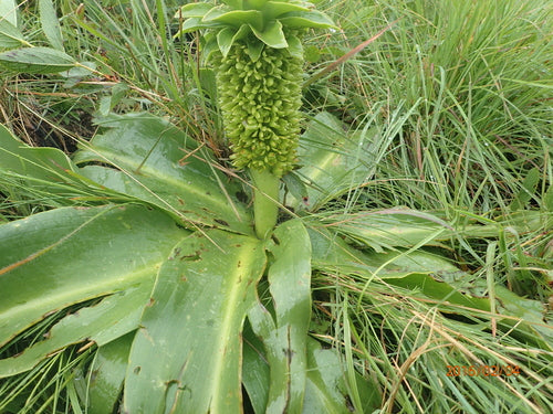 Ananasblume — Bild 3