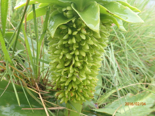 Ananasblume — Bild 2