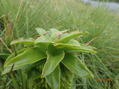 Ananasblume — Bild 1 von 50