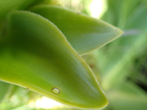 Ananasblume — Bild 5 von 50