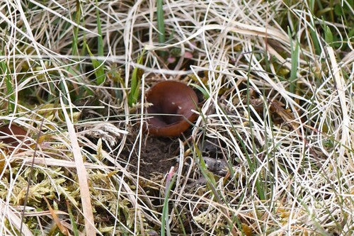 Anemonenbecherling — Bild 5