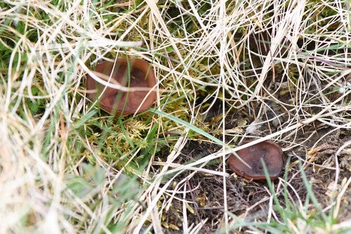 Anemonenbecherling — Bild 4