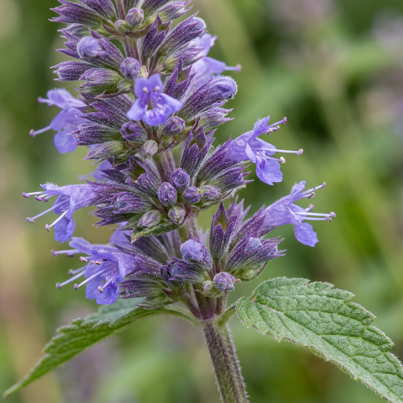 Anis-Duftnessel (Agastache foeniculum), KI-Illustration