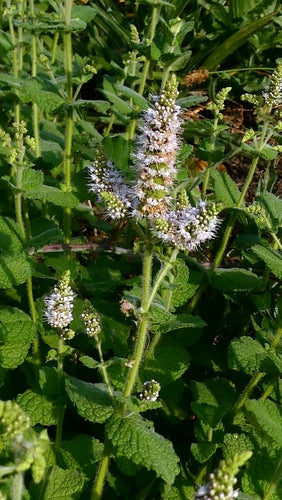 Apfelminze — Bild 5 von 10