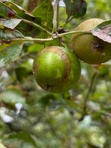 Apfelsägewespe — Bild 2