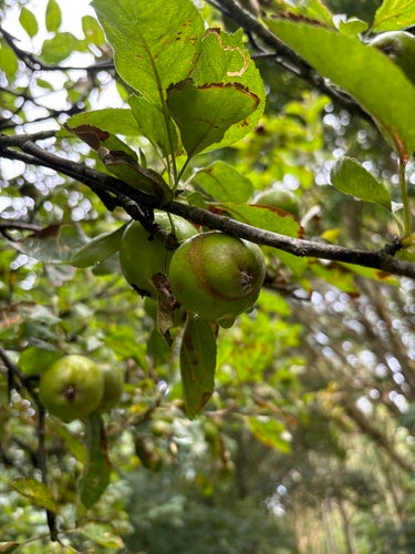 Apfelsägewespe — Bild 1