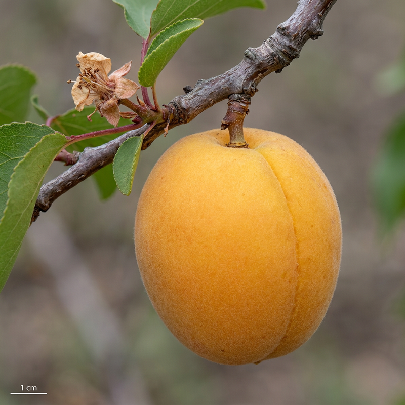 Aprikose