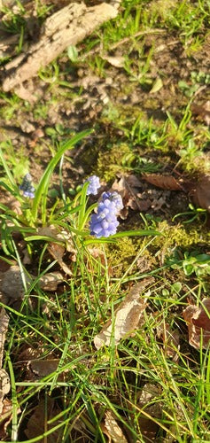 Armenische Traubenhyazinthe — Bild 5