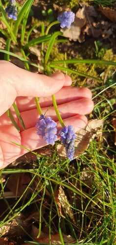 Armenische Traubenhyazinthe — Bild 4