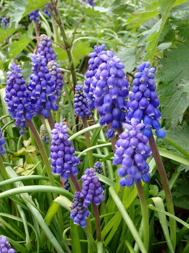 Armenische Traubenhyazinthe — Bild 3