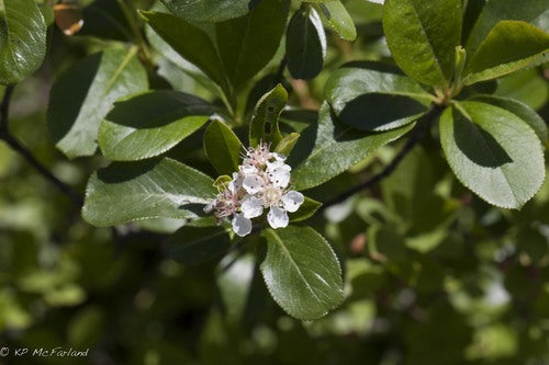 Aronia — Bild 1