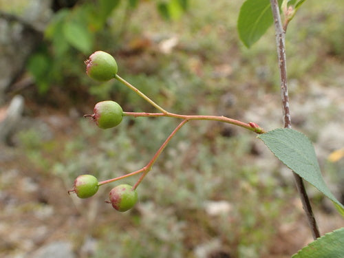 Aronia — Bild 5