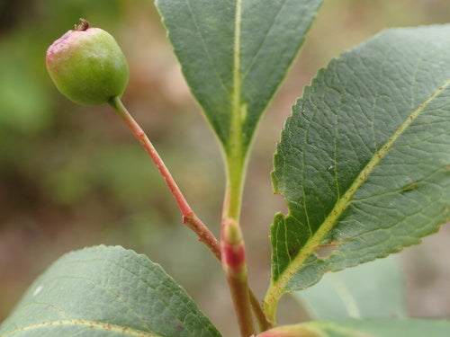 Aronia — Bild 4