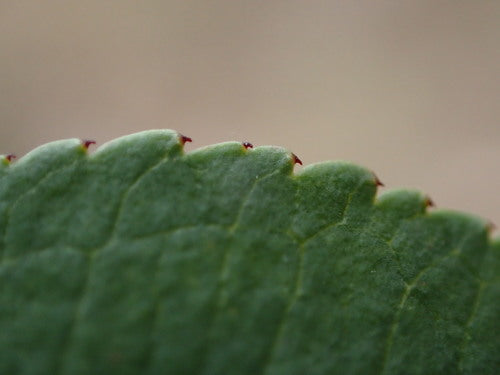 Aronia — Bild 3