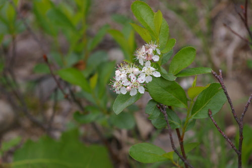 Aronia — Bild 2