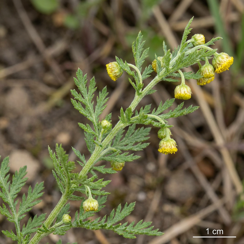 Artemisia Annua