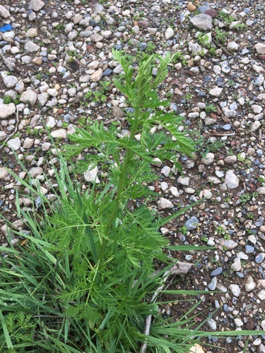 Artemisia Annua — Bild 2