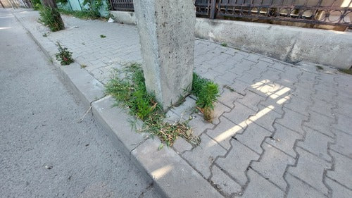 Artemisia Annua — Bild 5