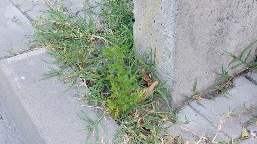 Artemisia Annua — Bild 4