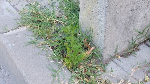 Artemisia Annua — Bild 3