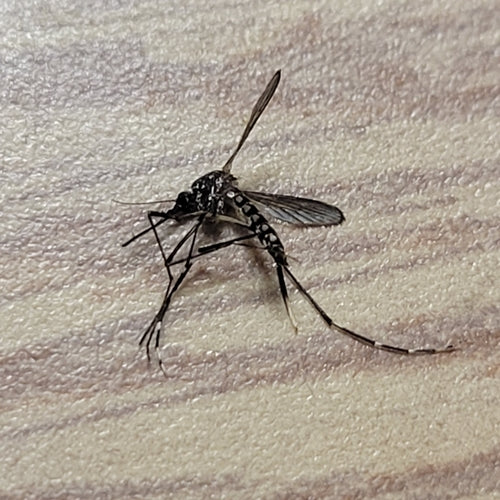 Asiatische Tigermücke — Bild 4