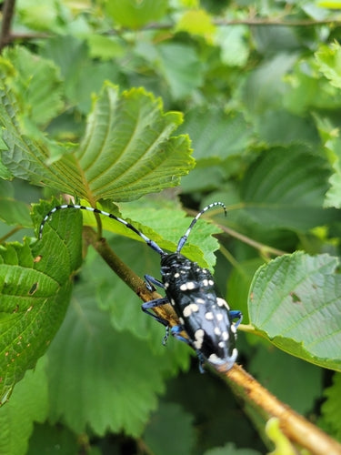 Asiatischer Laubholzbockkäfer — Bild 2 von 2