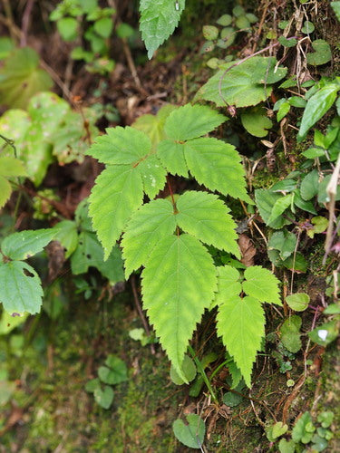 Astilben — Bild 4