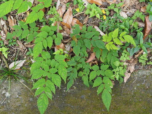 Astilben — Bild 2 von 21