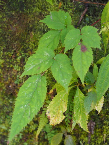 Astilben — Bild 1