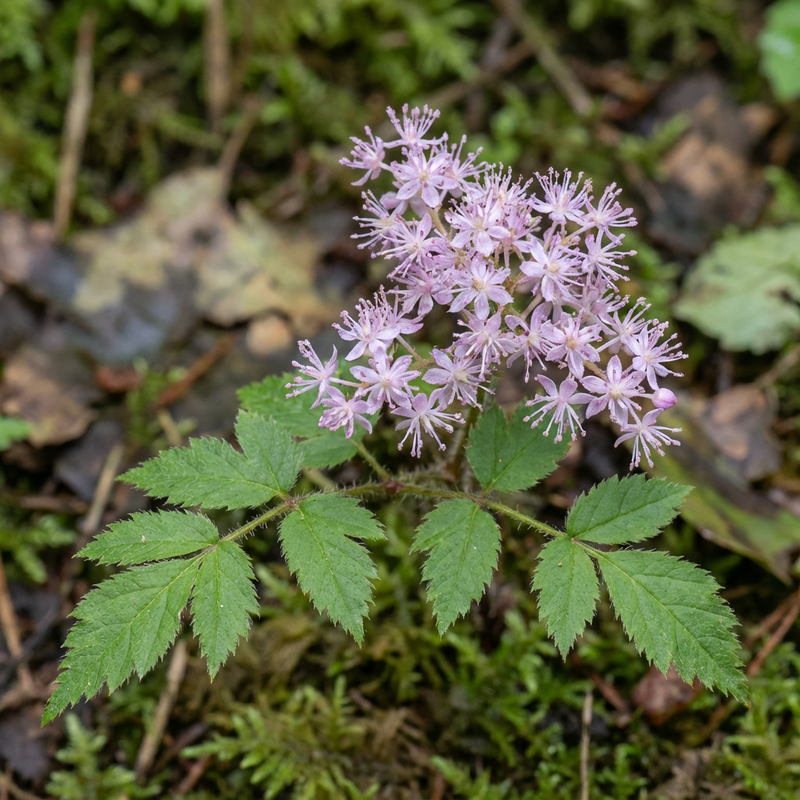 Astilben