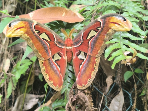 Atlas-Spinner — Bild 5
