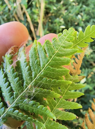 Australischer Baumfarn — Bild 2 von 8