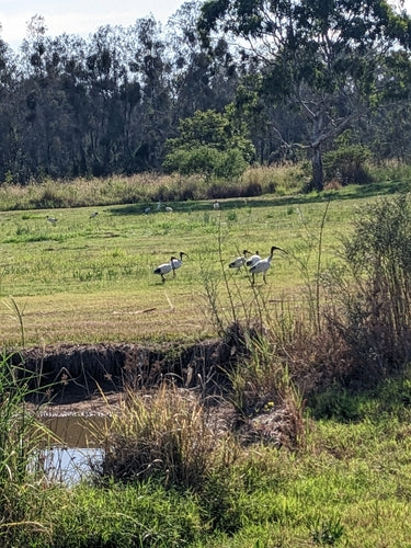 Australischer Ibis — Bild 3 von 9