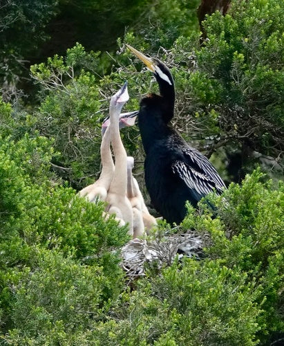 Australischer Schlangenhalsvogel — Bild 2 von 8