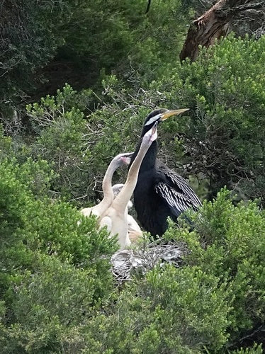 Australischer Schlangenhalsvogel — Bild 1 von 8